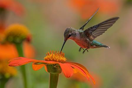 Hummingbirds have underdeveloped legs, so they cannot walk