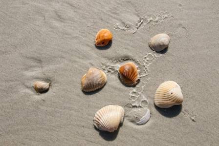 Where Do Seashells Come From?