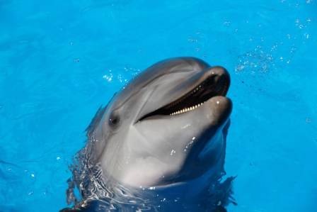 Fascinating Facts About Dolphins