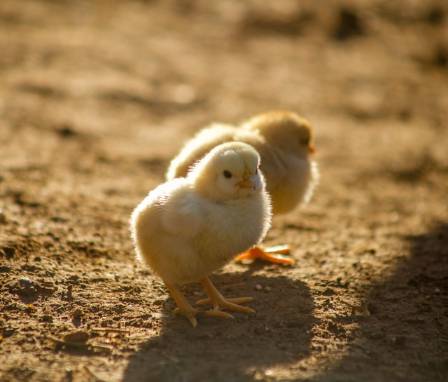 11 Fascinating Facts About Chickens—and Why They Deserve Better Lives