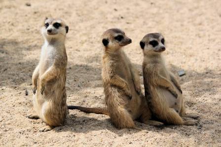 Fascinating Meerkat Facts: Insights into These Unique Mammals