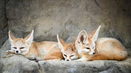 Meet the Animal Park's Fennec Foxes