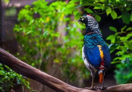 Lady Amherst Pheasant: A Striking Ornamental Bird