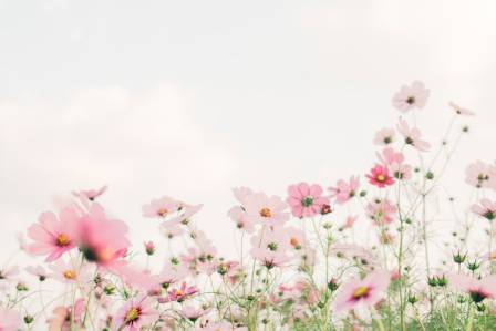 The Beauty of Crevice Gardens