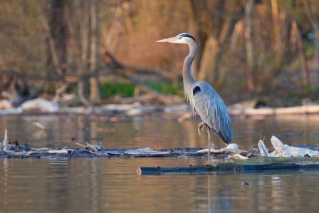 The Great Blue Heron: A Master of Patience