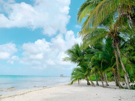 Places around the world where coconuts grow