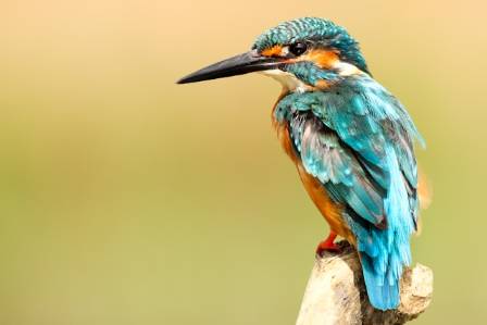 Incredible Bird Truths to Share with Others