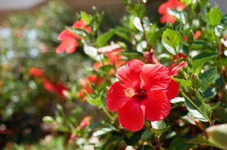 Cultivating Stunning Hibiscus Plants In Containers For Your Outdoor Spac