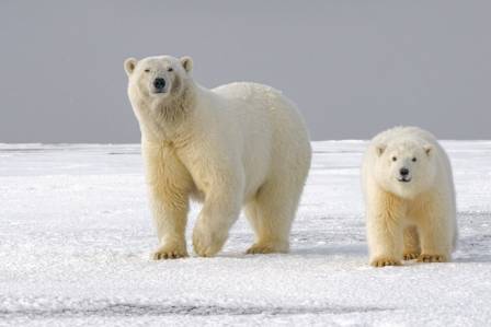 Polar Bears in Svalbard