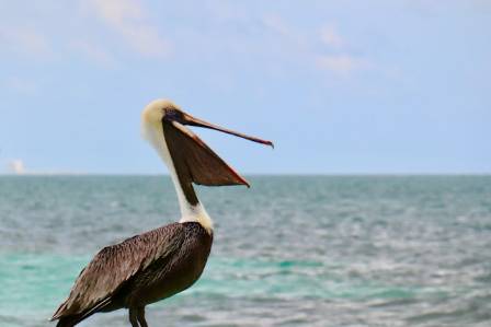 A bird flying close to the water's surface