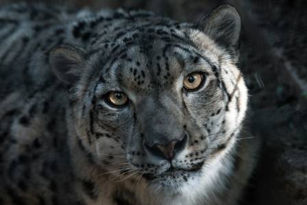 Snow Leopards Have Extremely Low Genetic Diversity, New Study Reveals