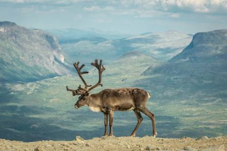 The Arctic Travelers of the Deer Family
