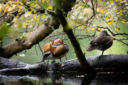 The Mandarin Duck – The World’s Most Beautiful Duck