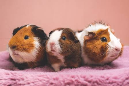 Essential Guide to Guinea Pig Care and Companionship