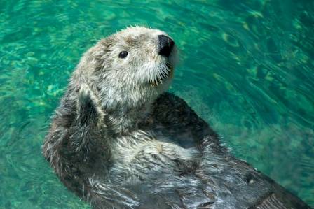Otters Are One of Nature’s Most Friendly Animals