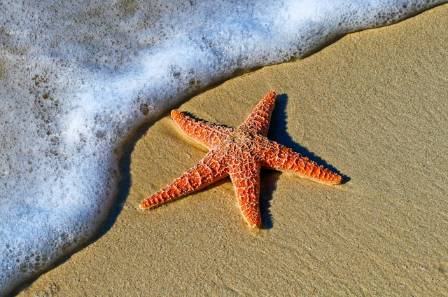 Are starfish really fish?