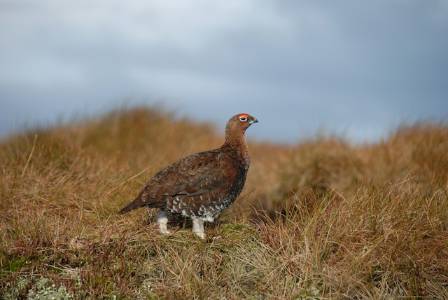 The Sooty Grouse, Formerly the Blue Grouse