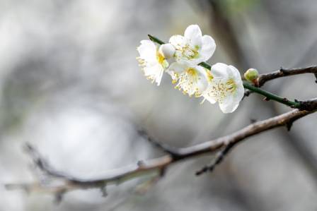 Plum Blossoms: The Best Early Spring Flower